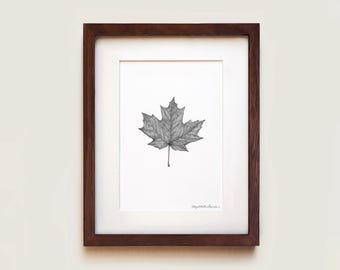 Puede incluir: Una pieza de arte mural enmarcada que presenta un dibujo detallado a tinta en blanco y negro de una sola hoja de arce centrada sobre un fondo blanco. La obra está encerrada en un marco de madera marrón oscuro con un borde de paspartú blanco.