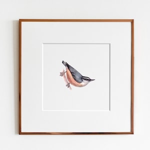 Red-breasted Nuthatch Art Print