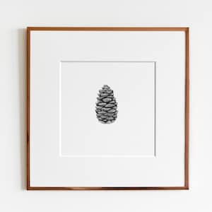 White Spruce (Picea glauca) Cone Art Print | Botanical Art