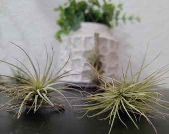 Air Plants 10 plants Tillandsia ionantha are low maintenance naturally  Florida grown air purifying kitchen, office decor