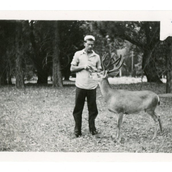 1940s Vintage Snapshot ~ Man Feeding Buck Deer ~ Vintage Photo MAA4