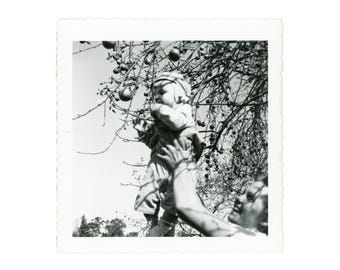 Woman Holding Baby in Apple Tree, Vintage Photo WAC1