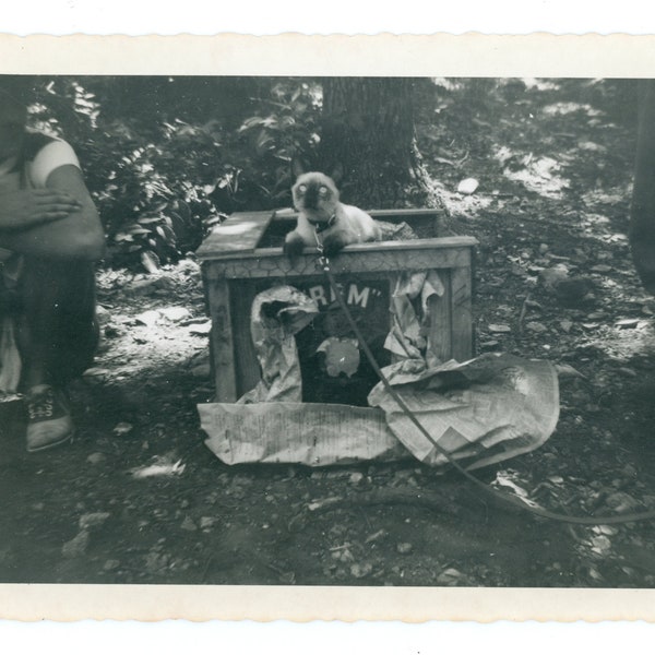 Siamese Cat ~ Vintage Snapshot ~ Pet Kitten on a Leash Sitting on Odd Box in Dark Creepy Forest ~ Vintage Photo A1