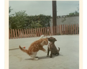 Cat Fight ~ 1960s Vintage Photo ~ Kitten and Puppy Playing ~ Vintage Snapshot A4