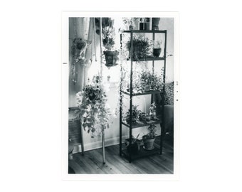 The Walls are Alive ~ Vintage Snapshot ~ Plants Soaking up Sun from a Window ~ Vintage Photo O3