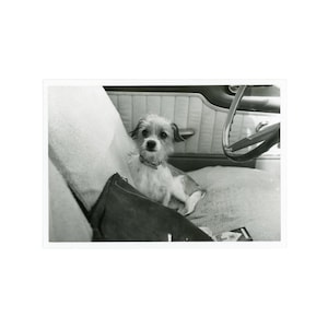 May include: Black and white photograph of a small dog sitting in the front seat of a car. The dog has light-colored fur with darker patches and is wearing a collar. The car's steering wheel and interior are visible in the background.