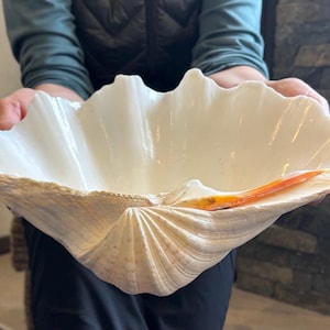 May include: A large, off-white clam shell bowl with a textured surface and a natural, organic shape. The shell has a ridged exterior and a smooth interior. An orange accent is visible inside the bowl.