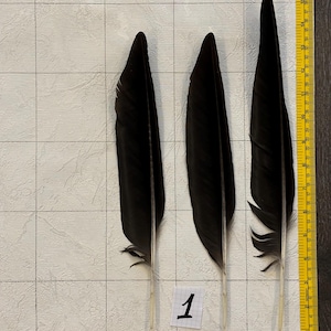 12-15 Inch Real Feathers of European Raven (corvus Corax) - Set of 3 ...