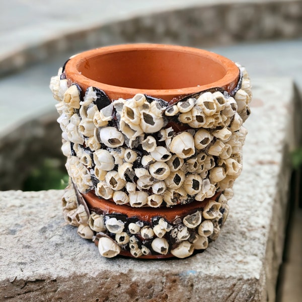 Decorativ Pot for Plants with Barnacle Shells - Beach Shell Pot- Sea Shell Art - Pot for Succulent