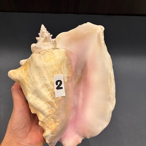 May include: A large, pink and white seashell with a spiral top. The shell is labeled with the number "2".