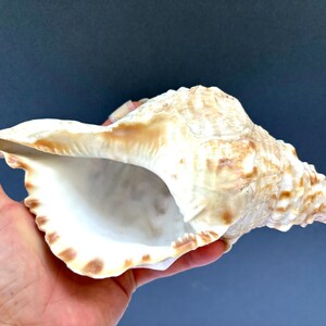 May include: A large, brown and white seashell with a long, pointed spire. The shell has a smooth, glossy finish and a wide, open mouth.