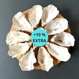 Undrilled Polished Oyster Shells deep cups (3-4 inch) - Set of 20/50,  Craft Shells