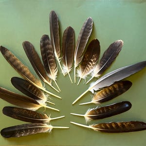 Real Feathers  - Large and Medium size - Natural  Feathers - One Feather - Natural Moulting -  Zoo