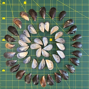 May include: A collection of seashells arranged in a circular pattern on a green cutting mat. The shells vary in color from dark brown to light beige, with some open to reveal the inner pearlescent surface. The arrangement is symmetrical and visually appealing.