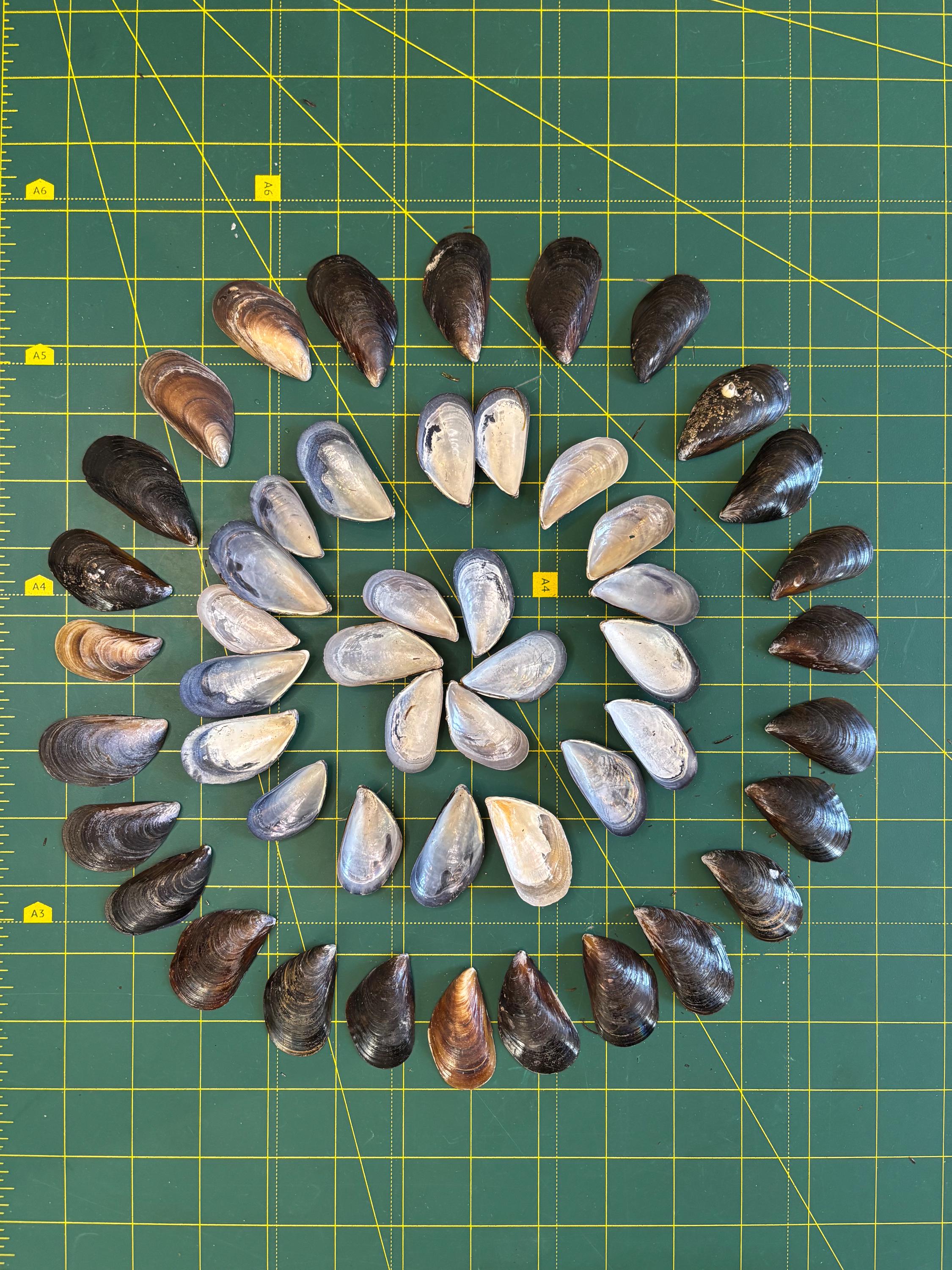 Set of 100 Mussel Shells About 1.5 - 2 in - Natural, Eco Friendly Sea ...