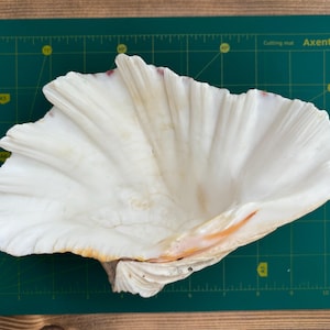 Clam Seashell Hippopus - Bear Paw Seashell  - Large Shell -  Beautiful  shells -  Natural  Shells - VINTAGE