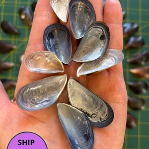 Mussel Shells for Crafting 1"- 3" – 50/100 Pcs, Natural Seashells