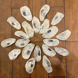 May include: A collection of 16 oyster shells arranged in a circular pattern on a wooden surface. The shells are white with a slight iridescent sheen and have a natural, organic shape.