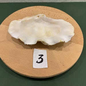 May include: A white seashell with a ruffled edge, sitting on a wooden surface with the number "3" written on a piece of paper.