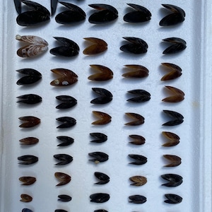 May include: An assortment of open and closed black mussels, some with brown interiors, arranged in rows on a white surface. A digital caliper displays a measurement of 2.01 inches, indicating the size of the mussels.