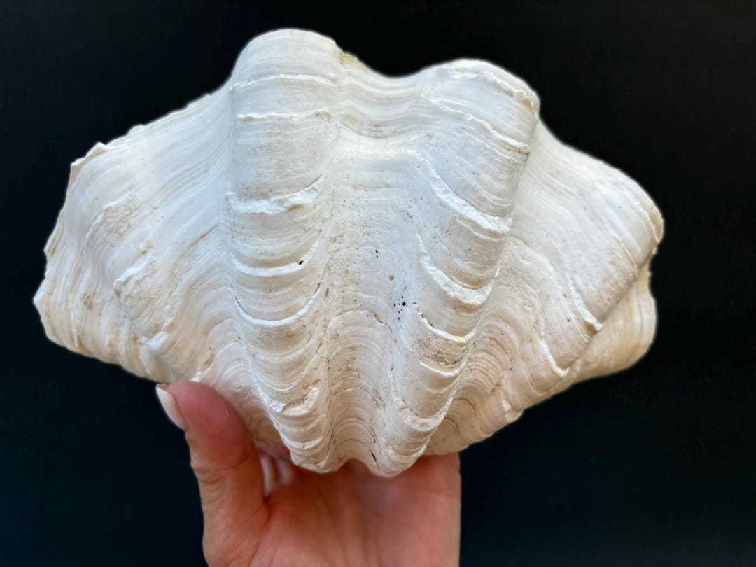 Tridacna - Clam Shell - Beautiful Shells - Natural Shells - VINTAGE - Etsy