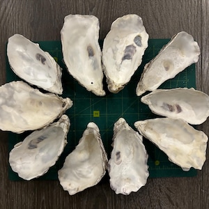 May include: A collection of ten natural oyster shells arranged in a circular pattern on a green cutting mat. The shells are white with a slight iridescent sheen and have a natural, organic shape.