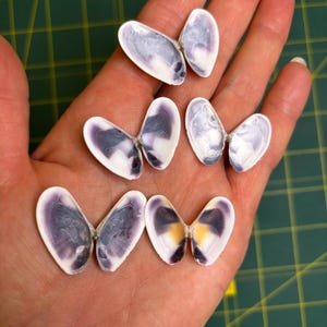 May include: Six pairs of seashells arranged to resemble butterflies. The shells are white with purple and yellow markings.