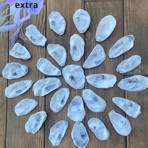May include: A collection of twenty-two white oyster shells arranged in a circular pattern. Each shell features a smooth, concave interior with natural grey and brown markings. A purple jellyfish graphic with the text +10% extra is in the corner.