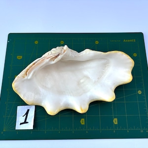 Tridacna  - Medium Clam Shell -  Beautiful  shells -  Natural  Shells - VINTAGE