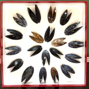 May include: A collection of open mussel shells arranged in a circular pattern inside a white box with a red border. The shells vary in color from dark blue to brown, with some displaying white markings.