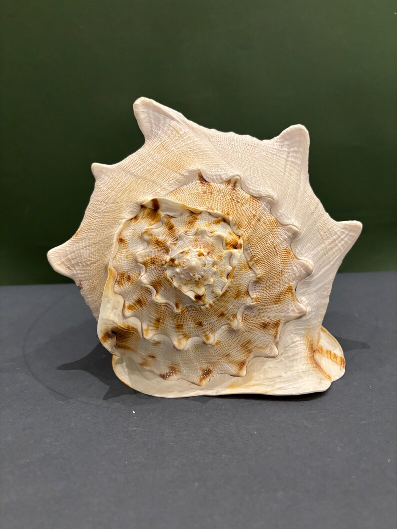 Vintage Cassis Cornuta Shell – Large Decorative Seashell (10x7 Inch) - Etsy