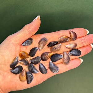 May include: A collection of small, smooth, dark-colored mussel shells with iridescent brown and black tones. The shells are oval-shaped with a tapered end and a natural, glossy finish, displaying varied patterns of deep charcoal and golden brown hues.