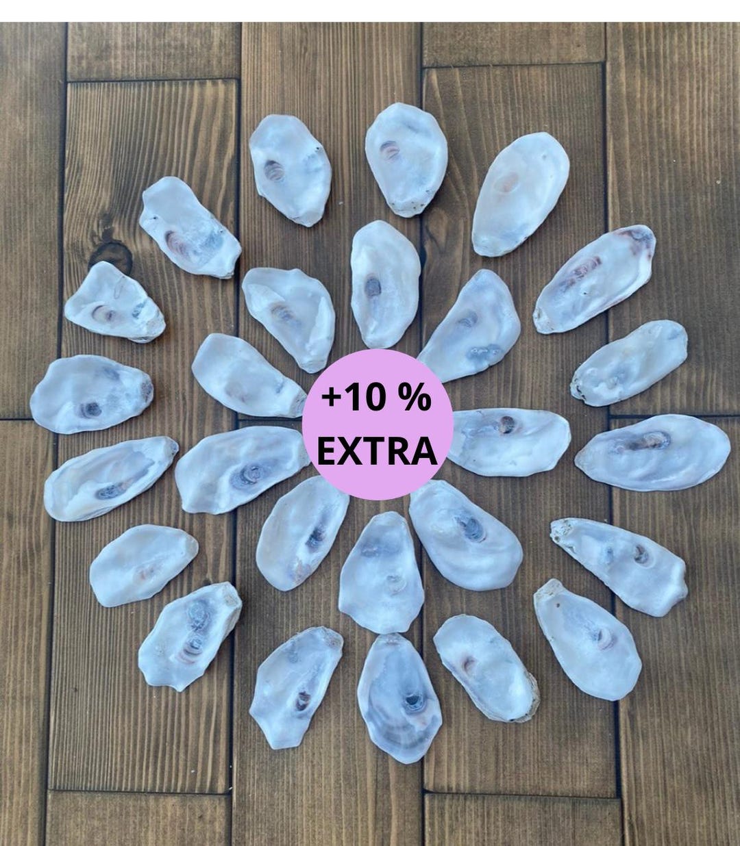 Shellaceded Oyster Shell Undrilled Flat Oyster Shells (20/50 Pc) – Polished Edges, DIY Crafting ...
