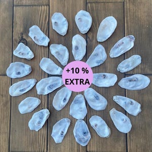 Undrilled Flat Oyster Shells (20/50 pc) – Polished Edges, DIY Crafting