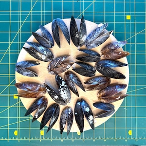 May include: A collection of blue and black mussel shells arranged in a circle on a white background. The shells are arranged in a circular pattern, with the tips of the shells pointing outwards.