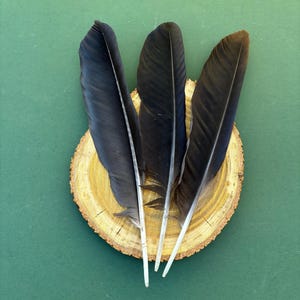 Raven Feathers - Set of 3 Natural Shedding Feathers (9-10 inch)