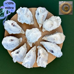 May include: A collection of ten white oyster shells arranged in a circle on a round wooden board. Each shell features a smooth, iridescent interior with a small drilled hole near the top. A small coil of tan twine is included as a free gift.