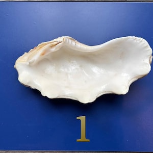 Tridacna  Clam Shell - Medium size -  Beautiful  shells -  Natural  Shells - VINTAGE