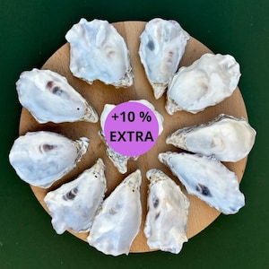 3"- 4" Set of 20, 50, 100 Drilled Oyster Shells - Deep Cups - Polished Edges - Set for Decoupage  - Natural Shell for DIY