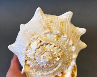 Vintage Cassis Cornuta Shell – Large Decorative Seashell, Beach Decor (8x6 inch)