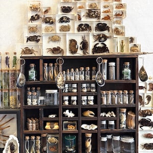 May include: A wooden shelf unit with multiple glass jars and containers filled with various preserved specimens, including crabs, shells, and other sea life. The top shelf features a collection of clear acrylic cubes containing preserved crabs.
