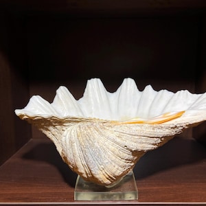 15 x 9 inch Clam Seashell Hippopus  - XLarge Shell -  Beautiful  shells - Natural  Shells - Shell Collection - VINTAGE