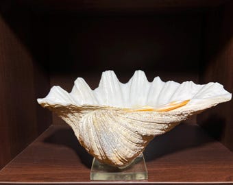Vintage Tridacna XL - 15in Pacific Ocean Shell - Hippopus Clam