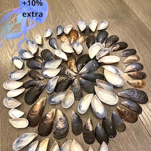 May include: A collection of numerous mussel shells arranged in a circular pattern. The shells display various shades of dark blue, black, and brown, with some showing their lighter, pearlescent interiors. A blue jellyfish graphic with the text +10% extra.