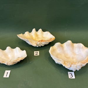 Tridacna  - Clam Shell -  Beautiful  shells -  Natural  Shells - VINTAGE