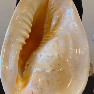 May include: A large, pale orange seashell with a smooth, glossy finish. The shell is open, revealing the interior, which is a lighter shade of orange.