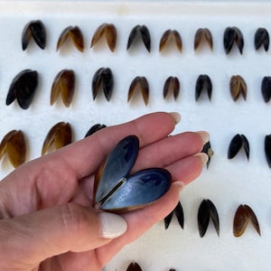 May include: A hand holding two open mussel shells with a dark blue interior and brown exterior. Several other mussel shells are arranged on a white surface. The shells vary in color from dark brown to black.