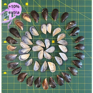 May include: A collection of dark brown and grey mussel shells arranged in a spiral pattern on a green cutting mat with a grid. The shells vary in size and texture, displaying natural iridescent interiors and dark, smooth outer surfaces.