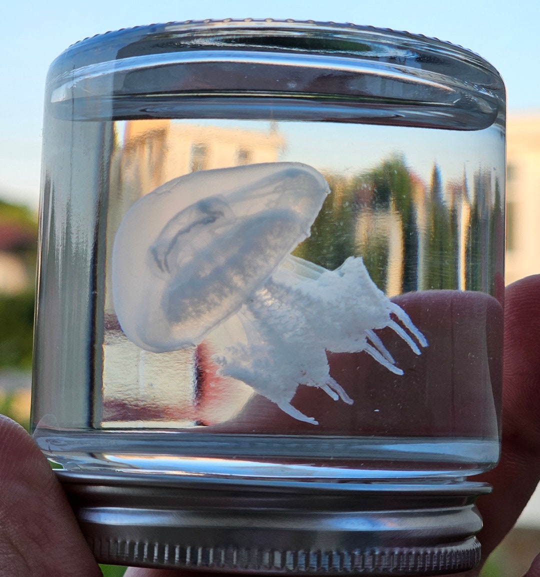 Taxidermy Jellyfish - Rhizostoma pulmo - Marine Collection - Jellyfish in a Jar - Different size - Your Taxidermy Jellyfish