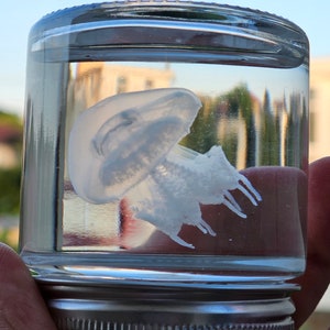 May include: A clear glass jar with a silver lid containing a preserved jellyfish. The jellyfish is white and translucent, with delicate tentacles. The jar is filled with a clear liquid, and the background shows a blurred outdoor scene.